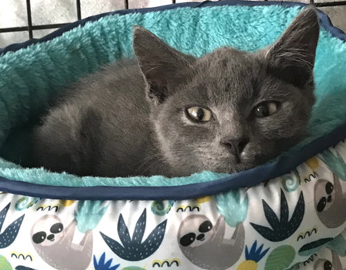 Taryn: Visit at Lynchburg PetSmart