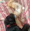 Henry - Not at the shelter (Cari)
