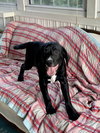 Henry - Not at the shelter (Cari)