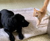 Henry - Not at the shelter (Cari)