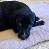 Henry - Not at the shelter (Cari)