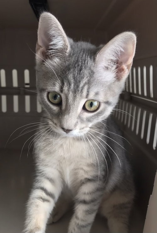 Flo’s Cornstalk: Visit at Lynchburg PetSmart