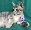 Flo’s Cornstalk: Visit at Lynchburg PetSmart