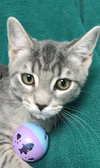 Flo’s Cornstalk: Visit at Lynchburg PetSmart