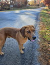 Louie: Not at shelter (Emily)