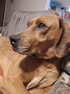 Louie: Not at shelter (Emily)