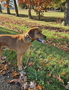 Louie: Not at shelter (Emily)