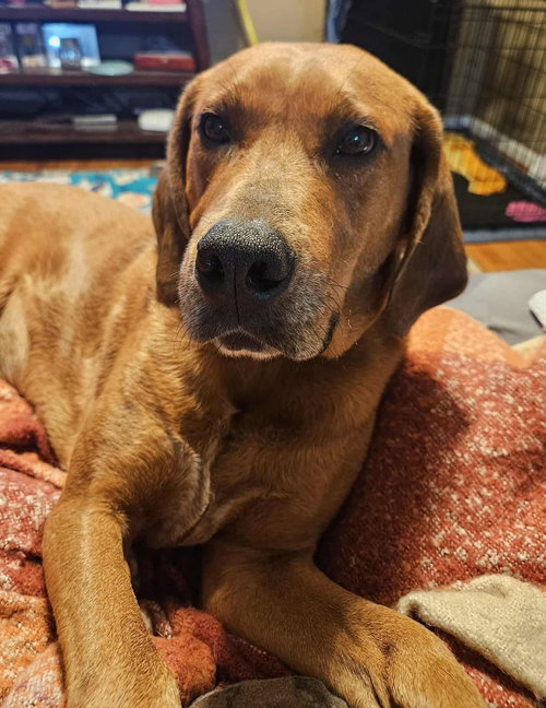 Louie: Not at shelter (Emily)