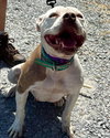 Stella: At shelter