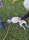 Stella: At shelter
