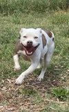 Stella: At shelter