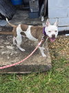 Stella: At shelter