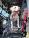 Stella: At shelter