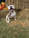 Stella: At shelter