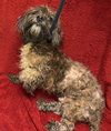 Jitterbug: Not at shelter (Michelle)