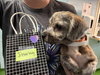 Jitterbug: Not at shelter (Michelle)