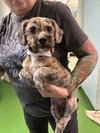 Jitterbug: Not at shelter (Michelle)