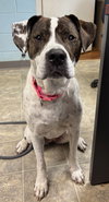 Sophie:  Not at shelter (Melissa)