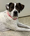 Sophie:  Not at shelter (Melissa)