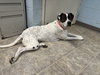 Sophie:  Not at shelter (Melissa)