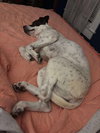 Sophie:  Not at shelter (Melissa)