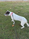 Sophie:  Not at shelter (Melissa)