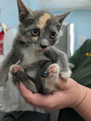 Custard: At shelter