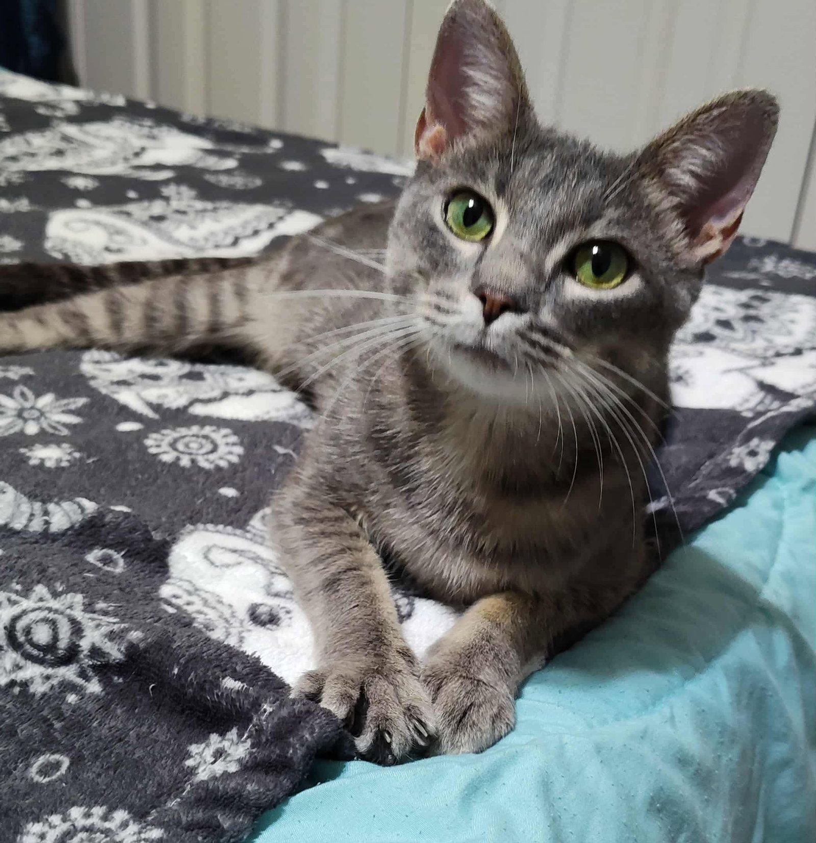 Florentine: Visit at Lynchburg Petsmart