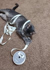 Florentine: Visit at Petsmart Lynchburg