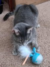 Florentine: Visit at Petsmart Lynchburg