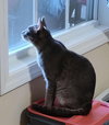 Florentine: Visit at Petsmart Lynchburg