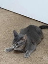 Florentine: Visit at Petsmart Lynchburg