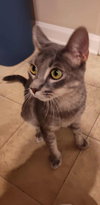 Florentine: Visit at Petsmart Lynchburg