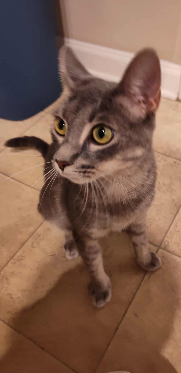 Florentine: Visit at Petsmart Lynchburg