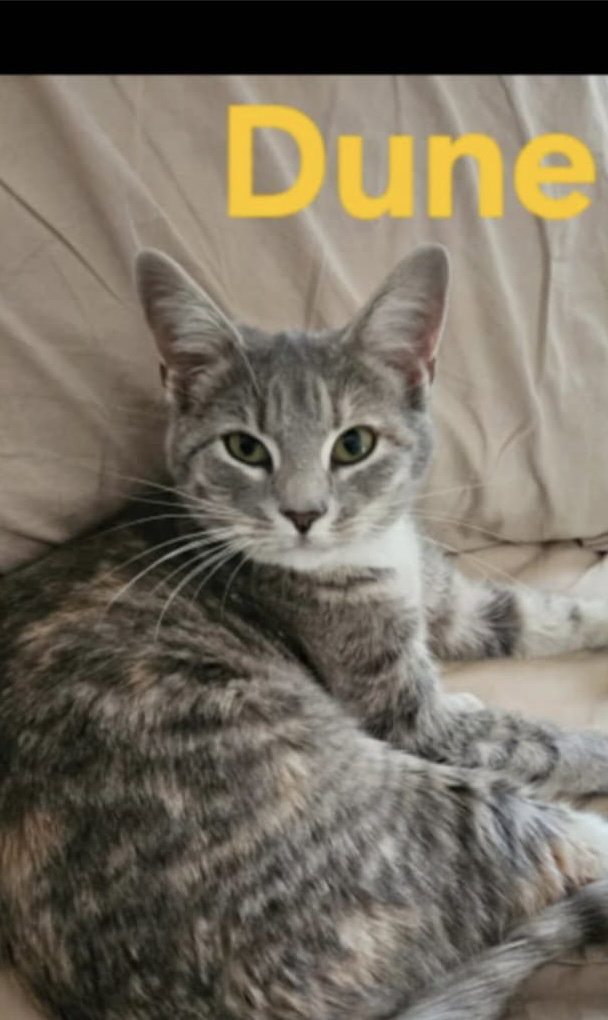 Dune: Not at the shelter (Kendra) Image
