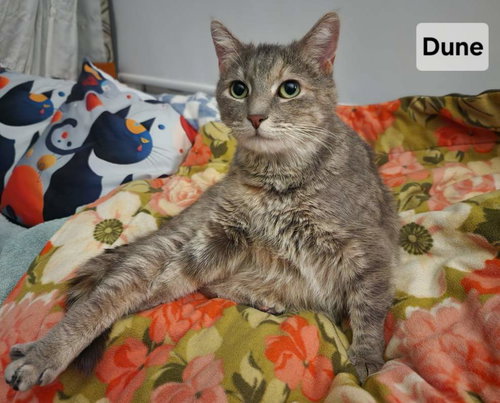 Dune: Visit At Petsmart Lynchburg, an adoptable Domestic Short Hair in Rustburg, VA