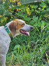 Uri: Not at shelter (Richard)