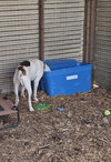 Uri: Not at shelter (Richard)