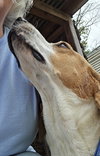 Uri: Not at shelter (Richard)