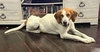 Uri: Not at shelter (Richard)