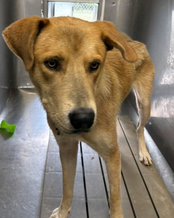 George: Not at shelter (Ron)