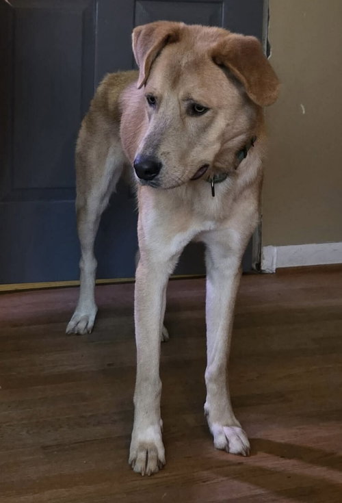 picture of the dog needing adoption