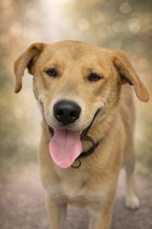 George: Not at shelter (Ron)