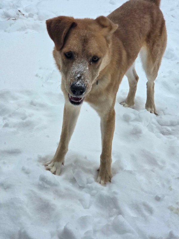 George: Not at shelter (Ron)