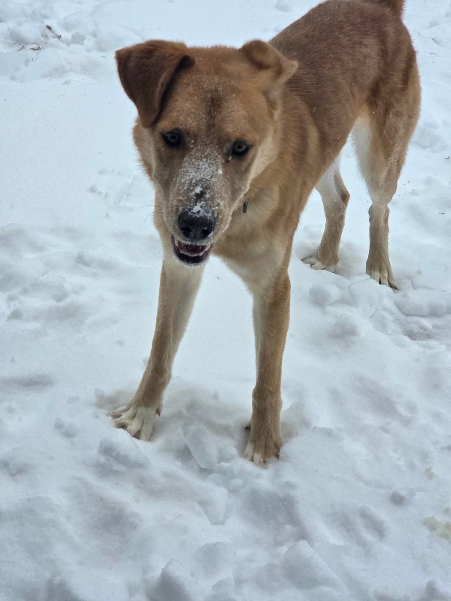 George: Not at shelter (BCC)