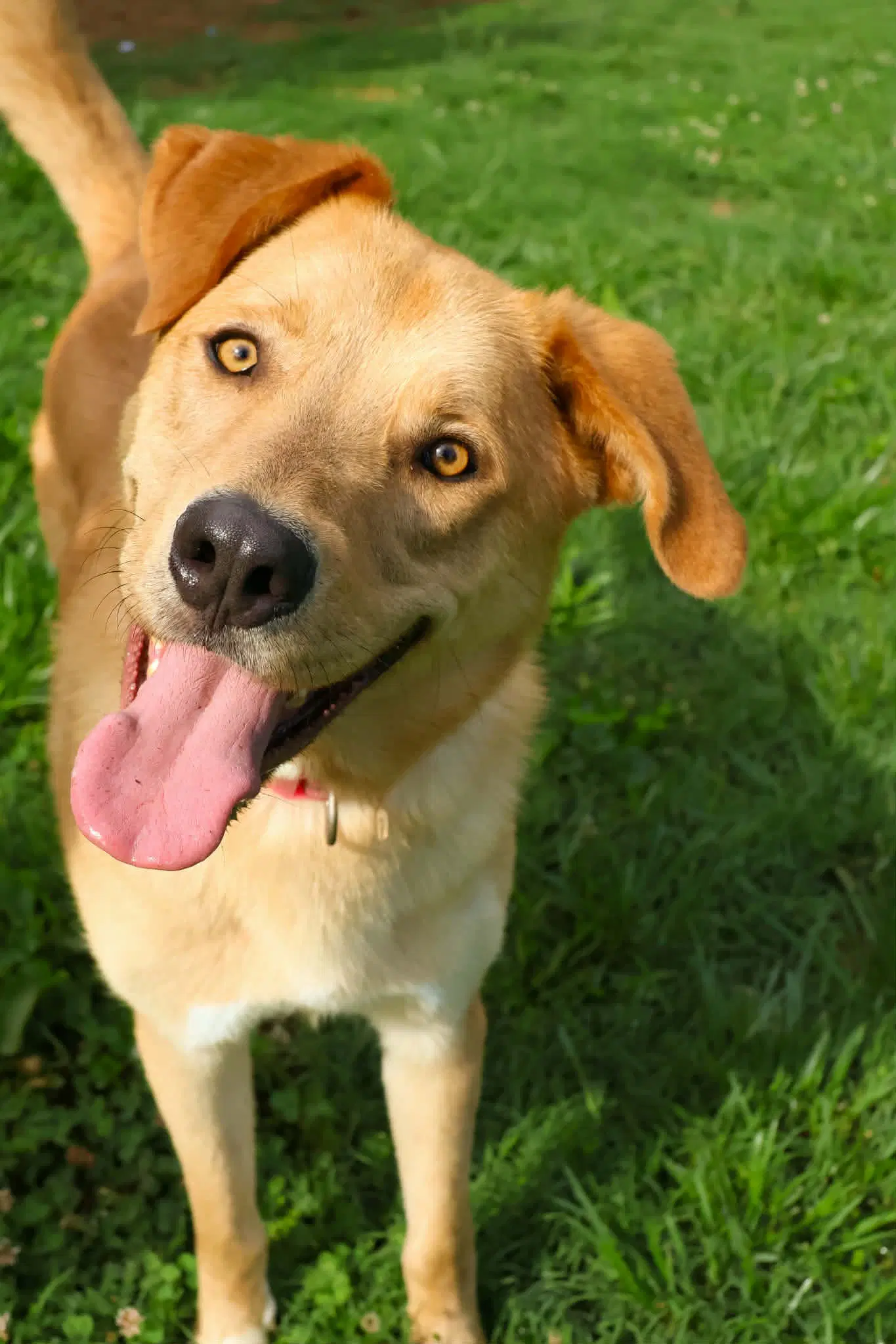 George Not At Shelter Ron - Golden Retriever