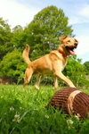 George: Not at shelter (BCC) - Photo 5