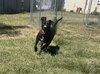 Skunk: At shelter
