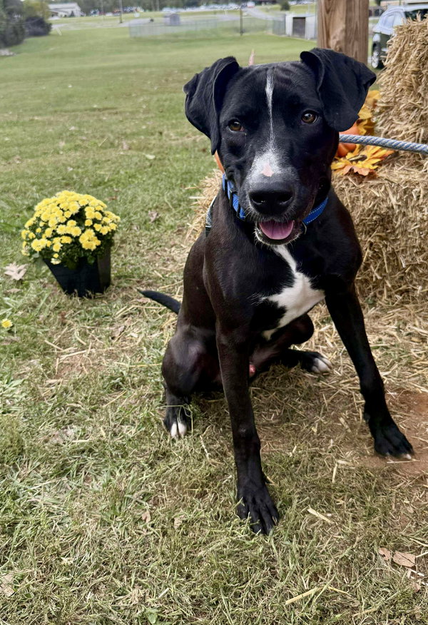 Skunk: Not At shelter