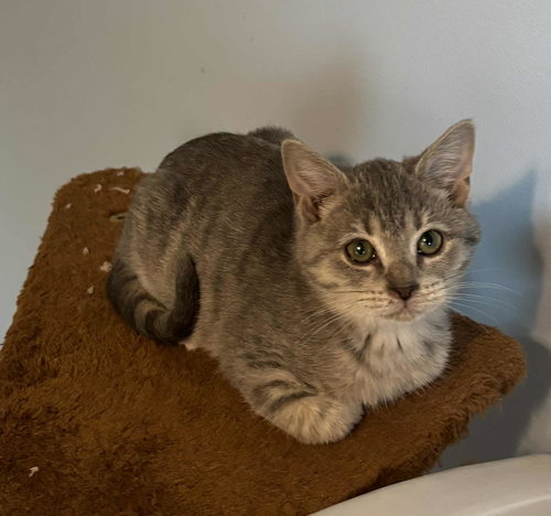 Summer Kitten: Not at shelter (Kristy)